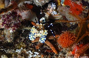 Hymenocera picta Crevette arlequin-Maldives Fesdhoo wreck-28m-20240423-da-DSC_6244_tn